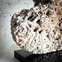 Load image into Gallery viewer, Organic Barnacle Shell Table Top Object