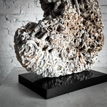 Load image into Gallery viewer, Organic Barnacle Shell Table Top Object