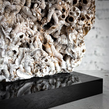 Load image into Gallery viewer, Organic Barnacle Shell Table Top Object